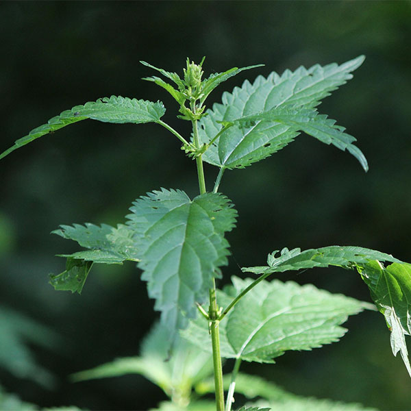 Weedkiller and Patio Cleaners